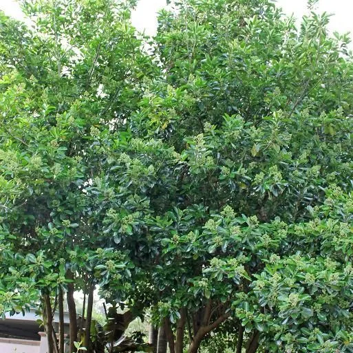 thumbnail for publication: Viburnum odoratissimum var. awabuki: Awabuki Sweet Viburnum